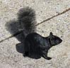 Black Squirrel