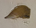 Shell in sand