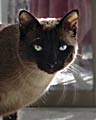 Siamese Cat